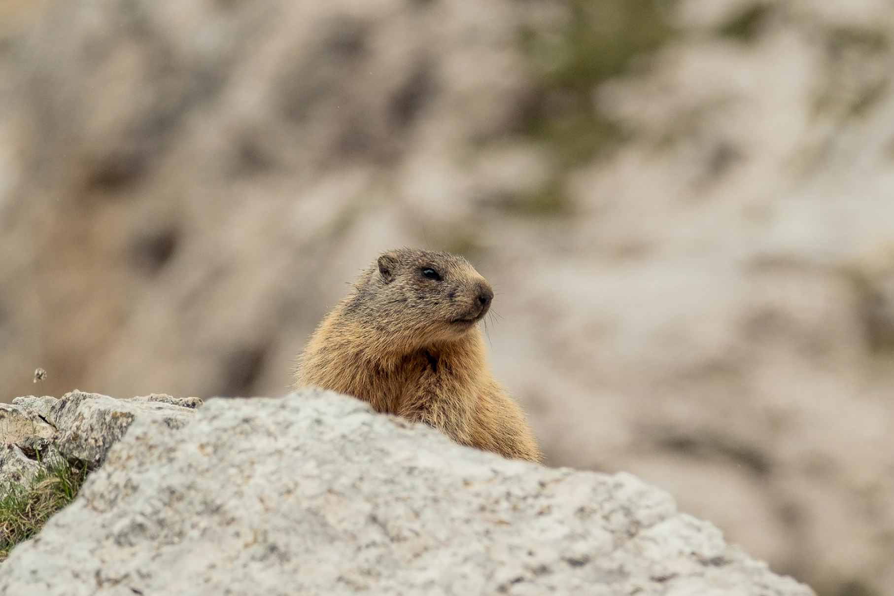 Les Marmottes 2026 - Filles et Maths